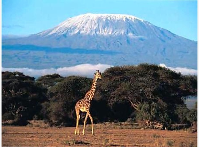 Вид на Килиманджаро