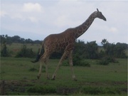 Жирафы Кении